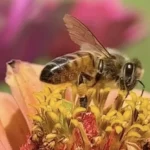 واوحى ربك الى النحل