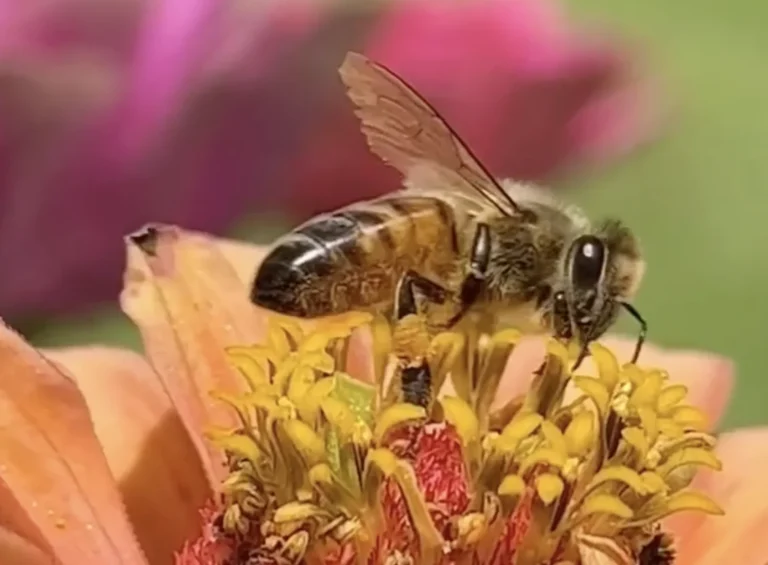 واوحى ربك الى النحل