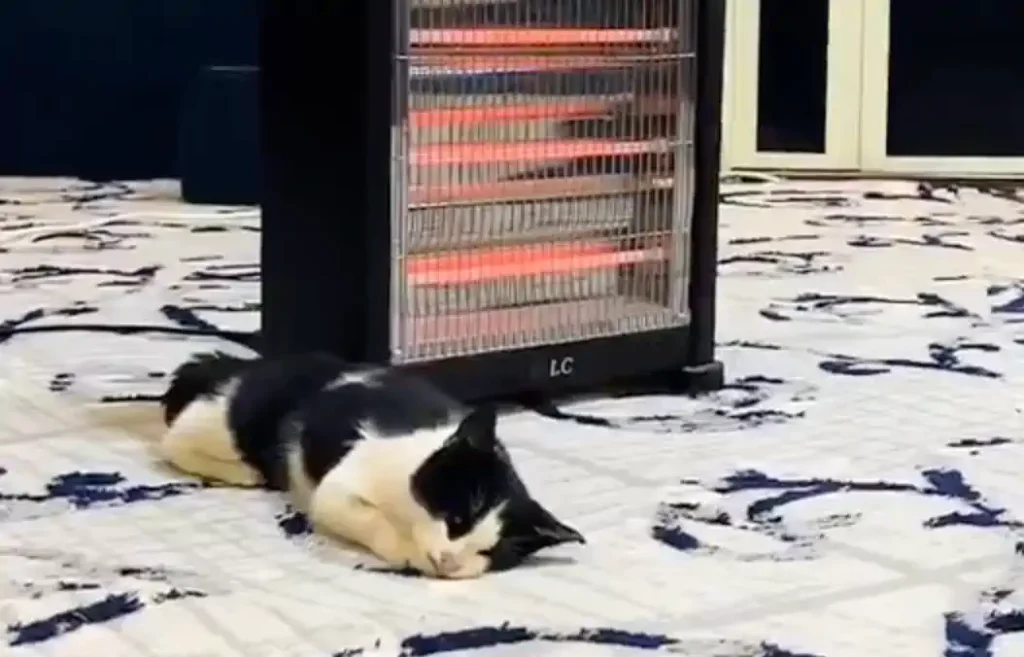 رحمة في ليلة برد، رجل يفتح منزله لقط محتاج للدفء 