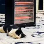 رحمة في ليلة برد، رجل يفتح منزله لقط محتاج للدفء 